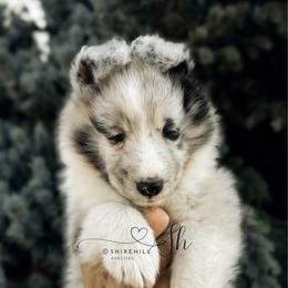 Fizz - Blue merle and white male Shetland Sheepdog puppy in Windsor, Colorado from Shirehill Shelties
