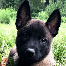 Belgian Malinois Puppies from Battle Road K9