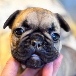 Winnie Rose - Fawn female French Bulldog puppy in Germantown, Ohio from LaBelle Bulldogs