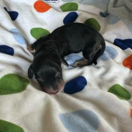 Piano - Black and cream female Dachshund puppy in Wolf Lake, Indiana from Canisteo Dachshunds