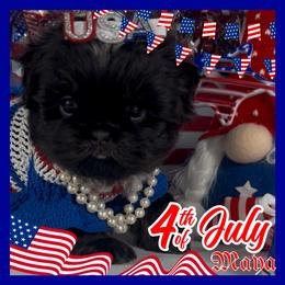 Maya - Black and tan female Shih Tzu puppy in Mercedes, Texas from Tzu Casa