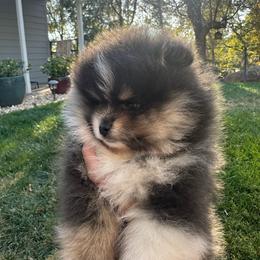 Blue Tri-Color - Tri-colored female Pomeranian puppy in Sonora, California from NorCal Pomeranians