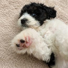 Cadbury - Black and white female Bernedoodle puppy in Travelers Rest, South Carolina from Bernedoodle.do