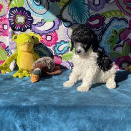 Boy 1 - Poodle puppy in Salisbury, North Carolina from Delovely Standard Poodle’s & Rottweiler’s