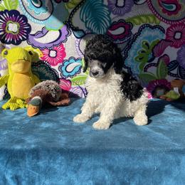 Boy 1 - Poodle puppy in Salisbury, North Carolina from Delovely Standard Poodle’s & Rottweiler’s