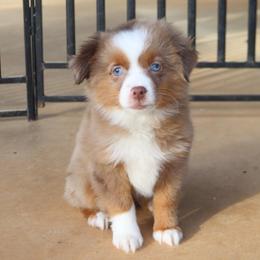 Small Toy Red Merle Male - Red merle male Toy Australian Shepherd puppy in Leighton, Alabama from Isbell Land & Livestock, LLC