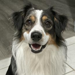 Apollo - Miniature Australian Shepherd