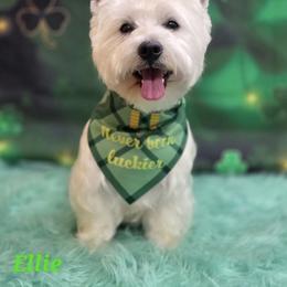 Ellie - White female West Highland White Terrier puppy in Scurry, Texas from Davis Westies