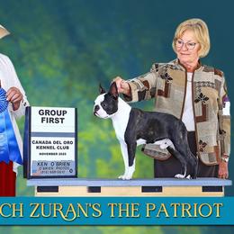 Boston Terrier puppies from Zuran Show Dogs