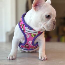 Bulldog and French Bulldog Puppies from Jhuntfrenchies