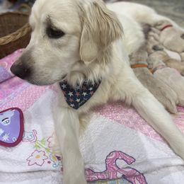 Snow Belle ( golden retriever ) - Goldendoodle