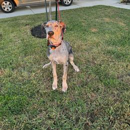 Great Dane Puppies from KD Sweet Southern Danes