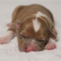 Juniper (Fluffy) - Sable merle and white female American Corgi puppy in Fayetteville, Arkansas from Intergalactic Corgis