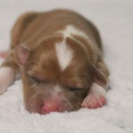 Juniper (Fluffy) - Sable merle and white female American Corgi puppy in Fayetteville, Arkansas from Intergalactic Corgis