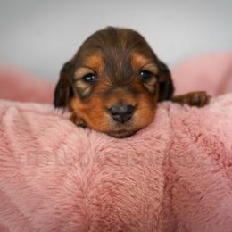 Tennessee - Red female Dachshund puppy in Temecula, California from Naomi Magee's Dachshund Kennel