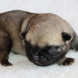Alex - Fawn male Pug puppy in Winnsboro, Texas from Southern pugs