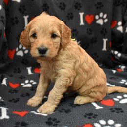 Major - Cream male Goldendoodle puppy in Jasper, Indiana from Hilltop Pups LLC