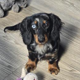 Chanel - Australian Shepherd