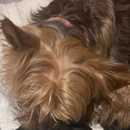 Yorkshire Terriers from Lovely Pups