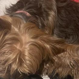 Yorkshire Terriers from Lovely Pups