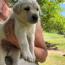 Yellow collar - Yellow female Labrador Retriever puppy in Anoka, Minnesota from Sunshine Acres