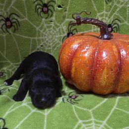 Cap'n Crunch - Black male Miniature Schnauzer puppy in Allison, Iowa from Firefly Stables