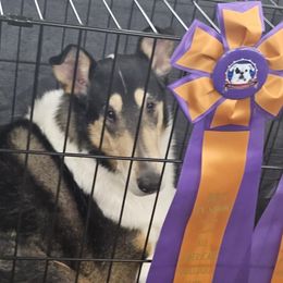 Collies from Iuvo Kennels