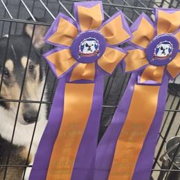 Collies from Iuvo Kennels
