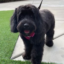 Cockapoos, Miniature Schnauzers, and Schnoodles from Rpuppies