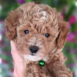 Irish Green Boy - Apricot male Goldendoodle puppy in Vernon, Texas from Sugarland's Texas Goldendoodles