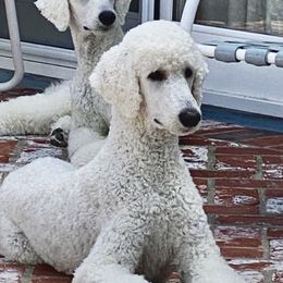 Poodle Puppies from Acqua Standard Poodles