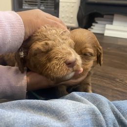 Goldendoodle Puppies from Joe and Dogs