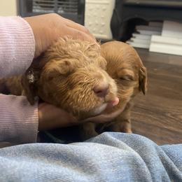 Goldendoodle Puppies from Joe and Dogs