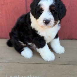 Lamborghini - Tri-color male Bernedoodle puppy in Henry, Illinois from Rowe Farms Doodles