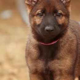 Fuschia Collar - German Shepherd puppy from Faoladh German Shepherds