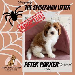 Peter Parker - 'Spider Man' - Red male Australian Labradoodle puppy in Mendon, Massachusetts from New England Labradoodles
