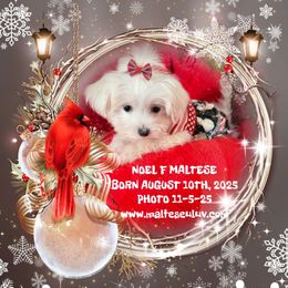 Miss Noel - White female Maltese puppy in Silverhill, Alabama from Malteseuluv’s Tiny Treasurers