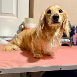 Hollywood - Cream male Dachshund puppy in Hornbeck, Louisiana from A&Z Mini Dachshunds