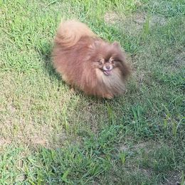 Chip - Pomeranian