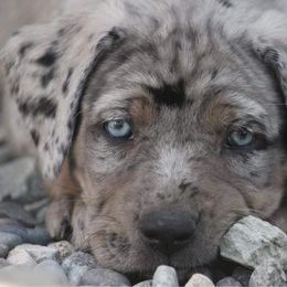 Catahoula Leopard Dogs from Hidden Ridge Farms