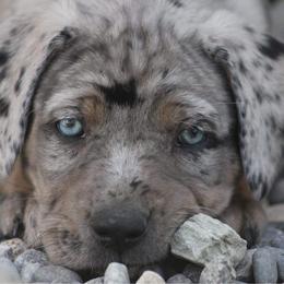 Catahoula Leopard Dogs from Hidden Ridge Farms