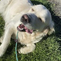 Luna - Golden Retriever