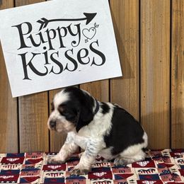 English Springer Spaniel Puppies from Crafts Springer Love