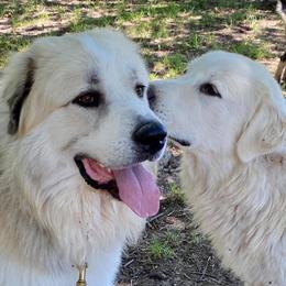 Great Pyrenees puppies from Whispering Heights Ranch