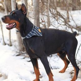 Slade - Doberman Pinscher