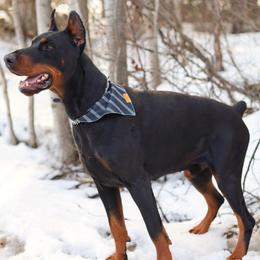 Slade - Doberman Pinscher