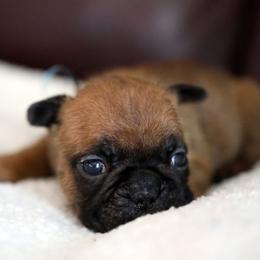 Light Blue Collar - Fawn and white female French Bulldog puppy in Wichita, Kansas from Phantasticus French Bulldogs