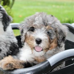 Boone-BLUE EYE - Blue merle male Bernedoodle puppy in Apple Creek, Ohio from Cuddle Paws