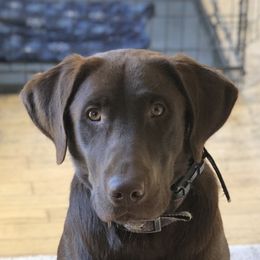 Dylan - Labrador Retriever