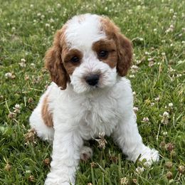 Cavapoo puppies from Taylia's Cavapoos